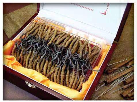 原平冬虫夏草回收